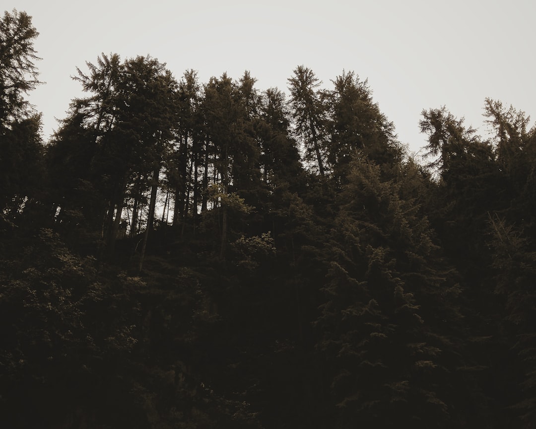a forest of trees
