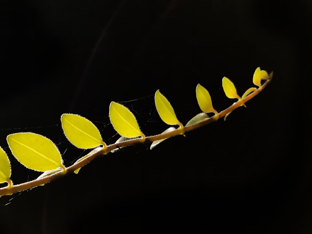 a close up of a plant with yellow leaves