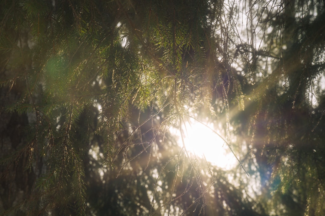 Sunlight shines through the branches of a tree.