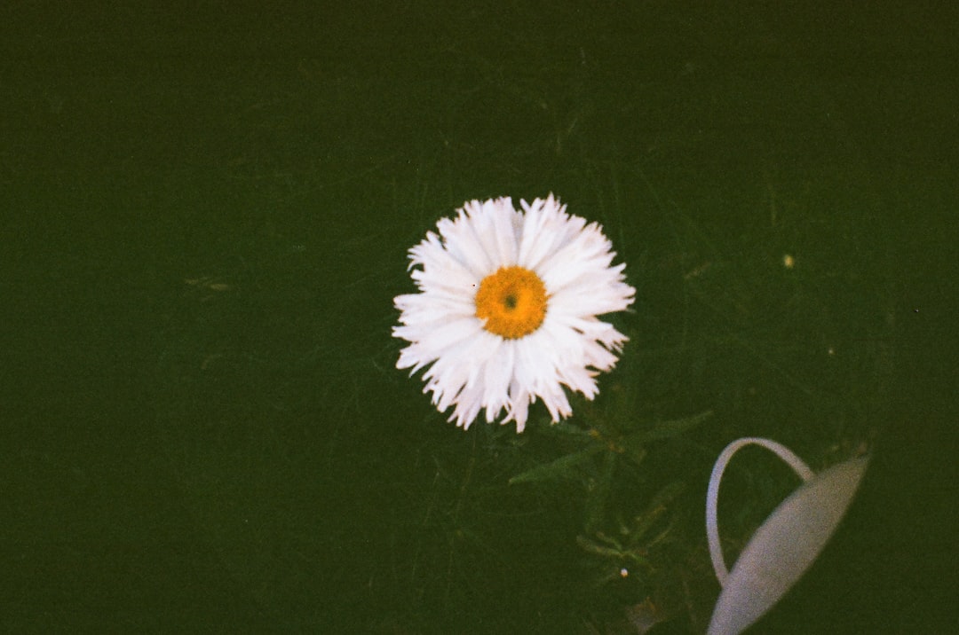 white daisy on black textile